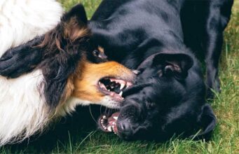 How to Stop Dogs Fighting in the Same Household FAST How to stop dogs fighting in the same household