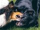 How to Stop Dogs Fighting in the Same Household FAST How to stop dogs fighting in the same household
