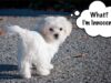 From Tornado to Perfect Puppy What an Amazing Transformation Maltese learns some manners on walks