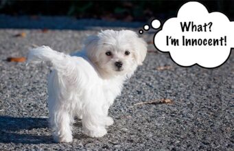 From Tornado to Perfect Puppy What an Amazing Transformation Maltese learns some manners on walks