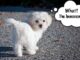 From Tornado to Perfect Puppy What an Amazing Transformation Maltese learns some manners on walks