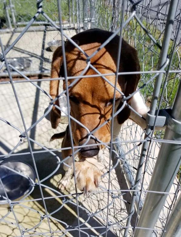 Police Adopt a Beagle Puppy