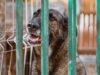 Sweat Dog Rescued From Concrete Cage Now Enjoys Family Walks Dog raised in a public pound gets a new home