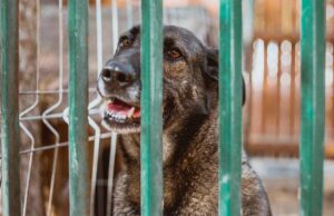 Sweat Dog Rescued From Concrete Cage Now Enjoys Family Walks Dog raised in a public pound gets a new home