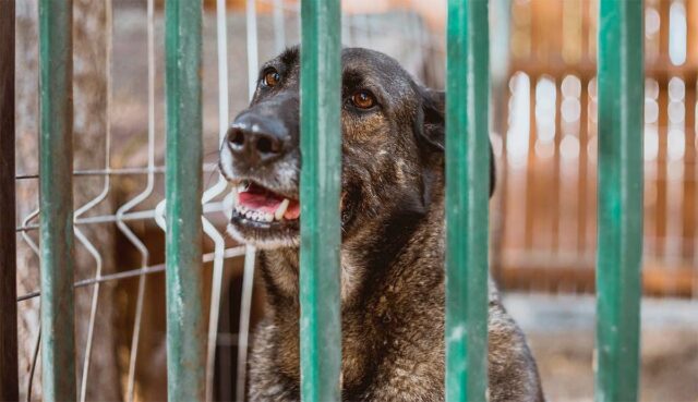 Dog raised in a public pound gets a new home