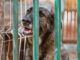 Sweat Dog Rescued From Concrete Cage Now Enjoys Family Walks Dog raised in a public pound gets a new home