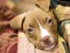 Constantly Rejected Dog Shows What Unconditional Love Really Means Rejected dog finally finds love