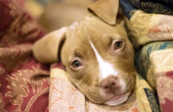 Constantly Rejected Dog Shows What Unconditional Love Really Means Rejected dog finally finds love