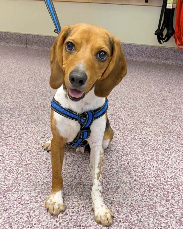 Rescued Beagle Becomes a Police Dog