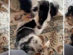 Friendly Aussie Can’t Hide Excitement Over Newest Puppy Sibling Shepherd Plays With New Puppy