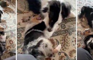 Friendly Aussie Can’t Hide Excitement Over Newest Puppy Sibling Shepherd Plays With New Puppy