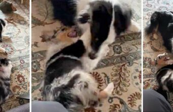 Friendly Aussie Can’t Hide Excitement Over Newest Puppy Sibling Shepherd Plays With New Puppy