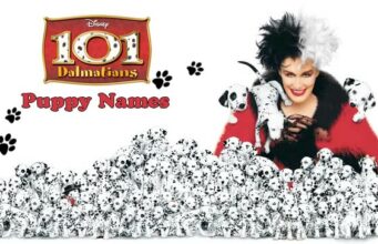 101 Dalmatians Dogs Names: Pick a Precious Puppy Name 101 Dalmatians Dogs Names