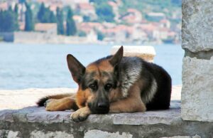 Bank Becomes A Safe Haven For Dogs Seeking Protection From Sweltering Heat Bank Provides Shelter for Dogs in the Extreme Heat