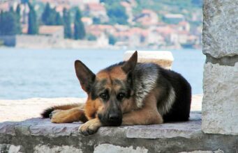 Bank Becomes A Safe Haven For Dogs Seeking Protection From Sweltering Heat Bank Provides Shelter for Dogs in the Extreme Heat