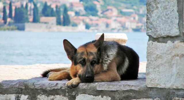 Bank Provides Shelter for Dogs in the Extreme Heat