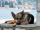 Bank Becomes A Safe Haven For Dogs Seeking Protection From Sweltering Heat Bank Provides Shelter for Dogs in the Extreme Heat