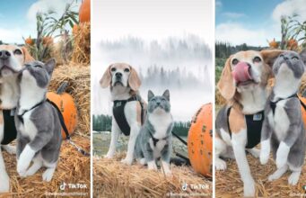 The Cutest Photo Shoot Ever: Cat And Dog Best Friends In A Pumpkin Patch Dog and Cat Photo Shoot at the Pumpkin Patch