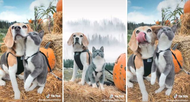 Dog and Cat Photo Shoot at the Pumpkin Patch