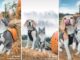 The Cutest Photo Shoot Ever: Cat And Dog Best Friends In A Pumpkin Patch Dog and Cat Photo Shoot at the Pumpkin Patch