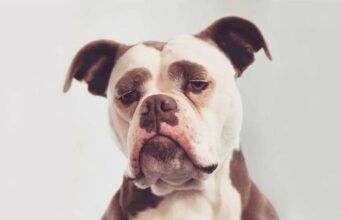 Even On Her Birthday, This Dog Seems Miserable Maybe It’s Her Eyebrows Madame Eyebrows Funny Bulldog Always Looks Sad