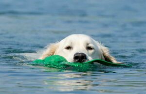 A Dog’s Human Parents Rent An Entire Pool For The Day Just For Their Pet Who Loves Swimming Parents rent a pool for their hot dog who loves to swim