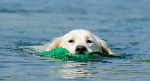 Parents rent a pool for their hot dog who loves to swim