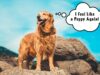Why Kelp for Dogs? Sammy the Golden Tells All Benefits of kelp for dogs