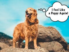 Why Kelp for Dogs? Sammy the Golden Tells All Benefits of kelp for dogs