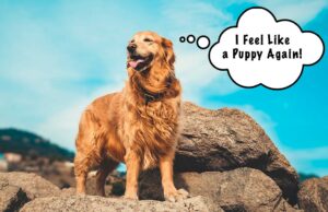 Why Kelp for Dogs? Sammy the Golden Tells All Benefits of kelp for dogs