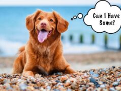 Can Dogs Eat Seaweed? We Only Trust These Types can dogs eat nori and other types of seaweed?