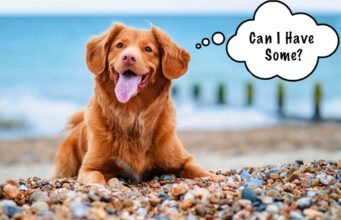 Can Dogs Eat Seaweed? We Only Trust These Types can dogs eat nori and other types of seaweed?