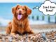 Can Dogs Eat Seaweed? We Only Trust These Types can dogs eat nori and other types of seaweed?