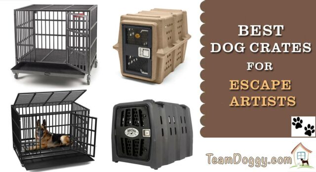 Best Dog Crates for Escape Artists