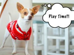 Fun (and Safe) Games to Play With Your Chihuahua fun chihuahua games