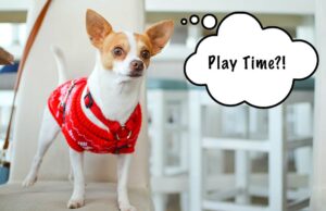 Fun (and Safe) Games to Play With Your Chihuahua fun chihuahua games