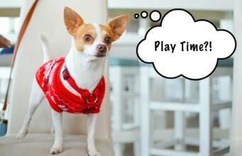Fun (and Safe) Games to Play With Your Chihuahua fun chihuahua games