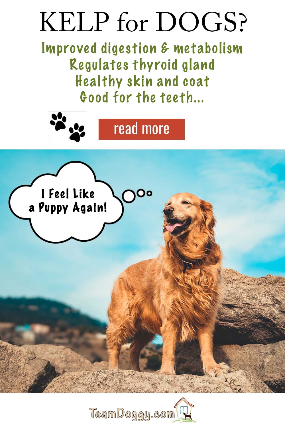 Adding kelp to your dogs' diet can reinvigorate them with beneficial nutrients