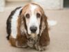 An Adorable And Very Pregnant Basset Hound Was Fostered By A Very Kind Woman Pregnant Basset Hound Given a Good Home