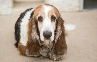 An Adorable And Very Pregnant Basset Hound Was Fostered By A Very Kind Woman Pregnant Basset Hound Given a Good Home