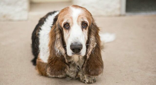 Pregnant Basset Hound Given a Good Home