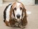 An Adorable And Very Pregnant Basset Hound Was Fostered By A Very Kind Woman Pregnant Basset Hound Given a Good Home