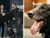 US Secret Service Special Operations Dog Honored For Stopping An Intruder Secret Service dog Hurricane awarded for his service protecting the president