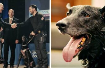 US Secret Service Special Operations Dog Honored For Stopping An Intruder Secret Service dog Hurricane awarded for his service protecting the president
