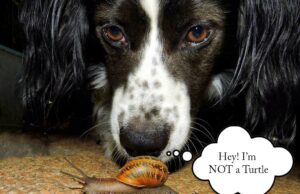 This Amazing Spaniel Helps the Turtle Whisperer Find Elusive Box Turtles Turlte Whisperer dogs help find box turtles