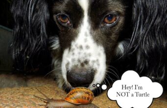 This Amazing Spaniel Helps the Turtle Whisperer Find Elusive Box Turtles Turlte Whisperer dogs help find box turtles