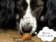 This Amazing Spaniel Helps the Turtle Whisperer Find Elusive Box Turtles Turlte Whisperer dogs help find box turtles