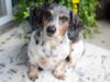 Watch This Pawsome Dachshund Fetch His Family’s Takeout Food Dachshund Helps with Family Takeout