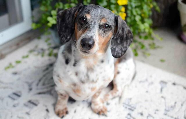 Dachshund Helps with Family Takeout