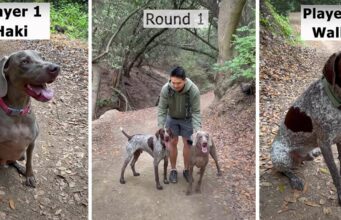 And They’re Off! Watch This German Short-Haired Pointer Show Everyone He’s Mr. Speedy Haki and Walle Race to Show Who's Fastest